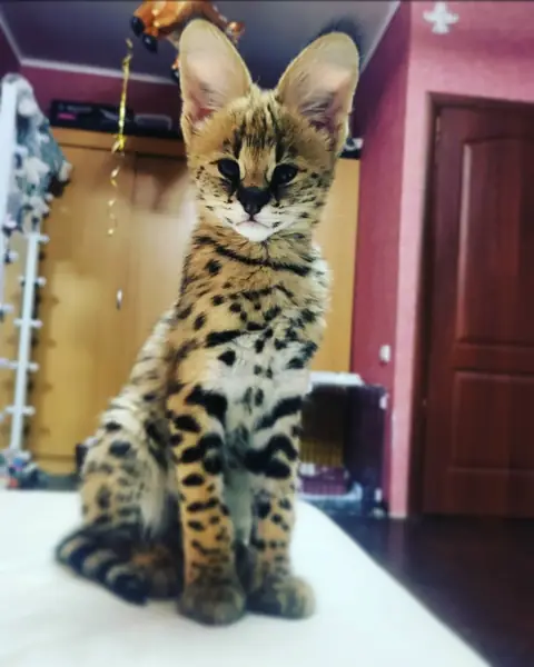 Бенгальская кошка