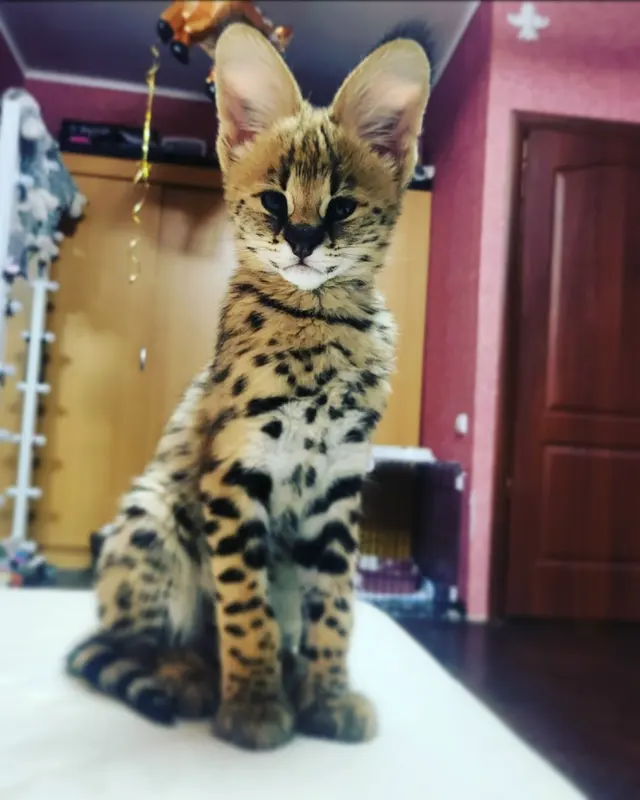 Бенгальская кошка