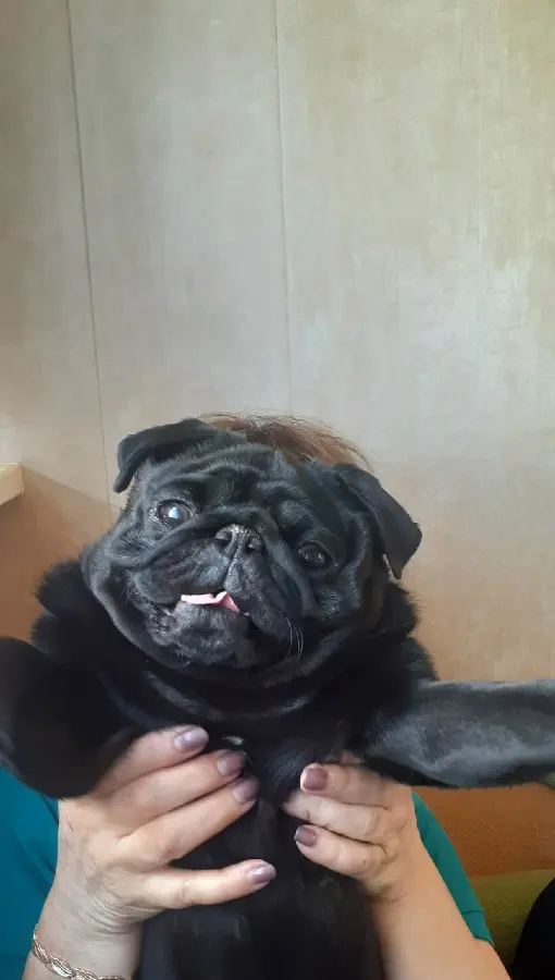 Мопс