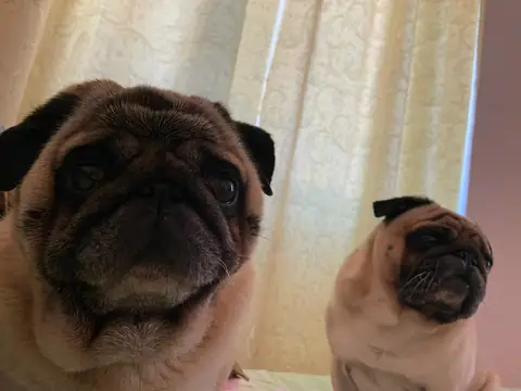 Мопс