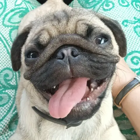 Мопс