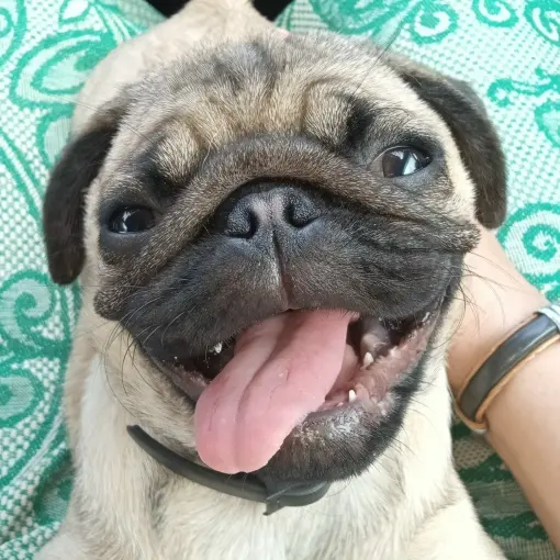 Мопс