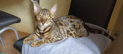 Бенгальская кошка