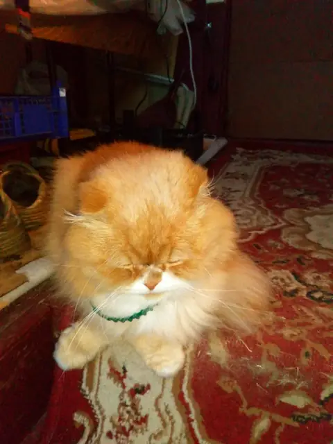 Персидская кошка