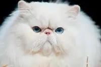 Персидская кошка