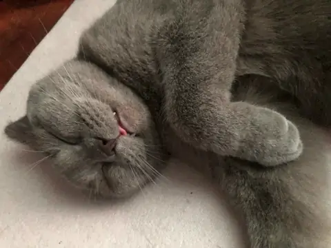 Британская короткошерстная