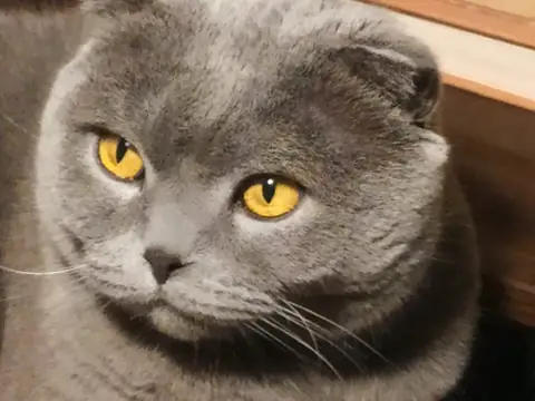 Британская короткошерстная