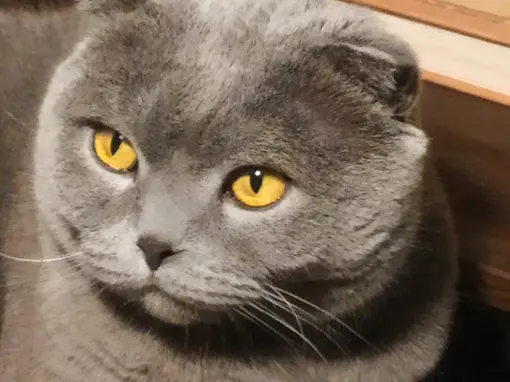 Британская короткошерстная