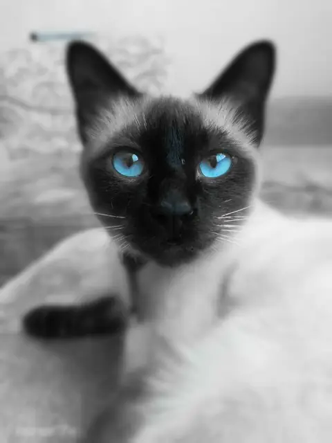 Сиамская кошка