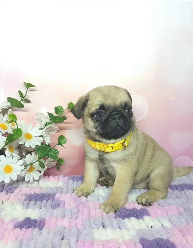 Мопс