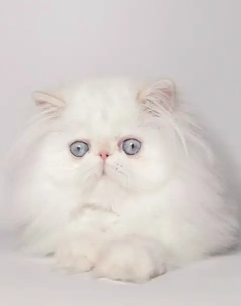 Персидская кошка