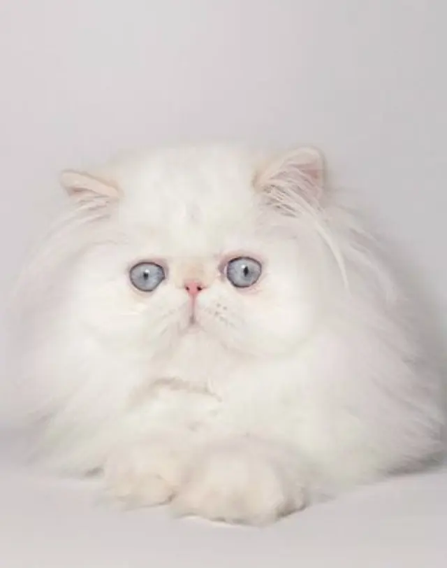 Персидская кошка