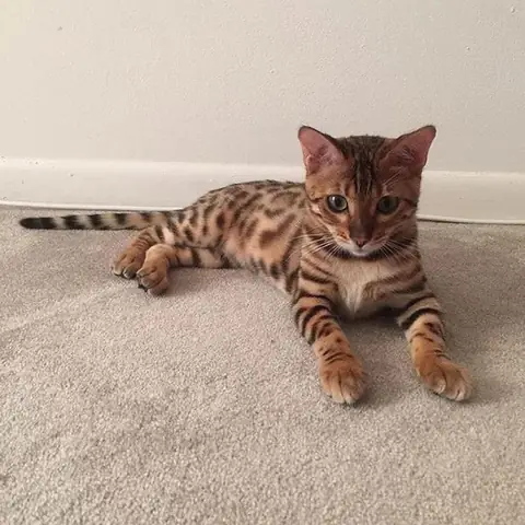 Бенгальская кошка
