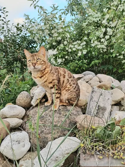 Бенгальская кошка