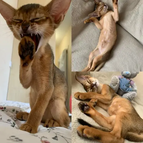 Абиссинская кошка