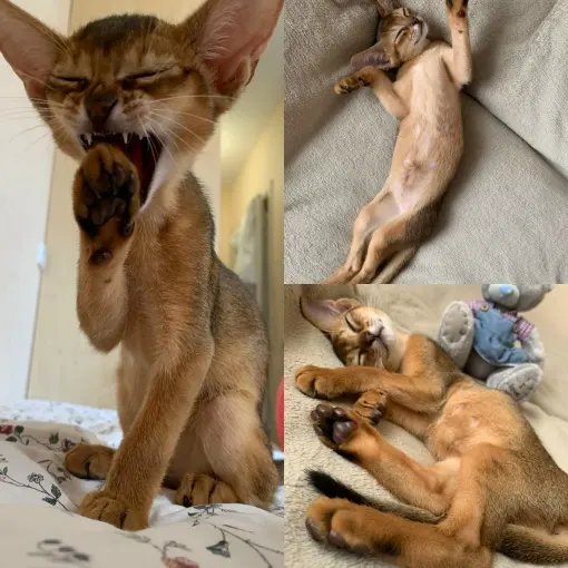 Абиссинская кошка