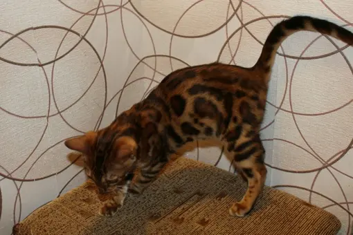 Бенгальская кошка