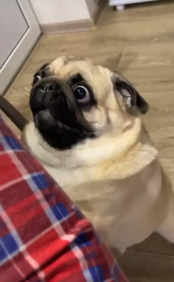 Мопс