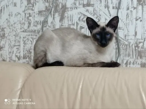 Сиамская кошка