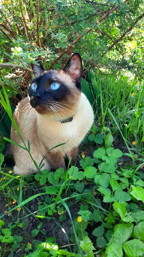 Сиамская кошка