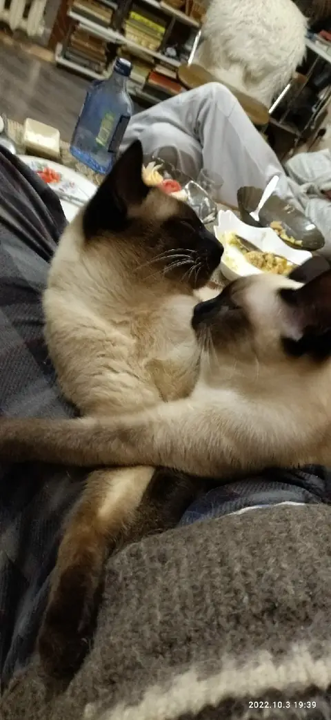 Сиамская кошка
