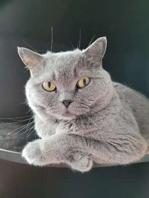 Британская короткошерстная