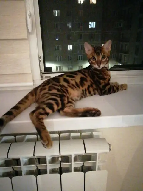 Бенгальская кошка