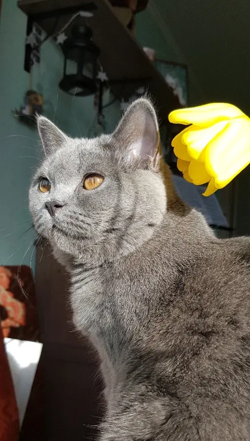 Британская короткошерстная