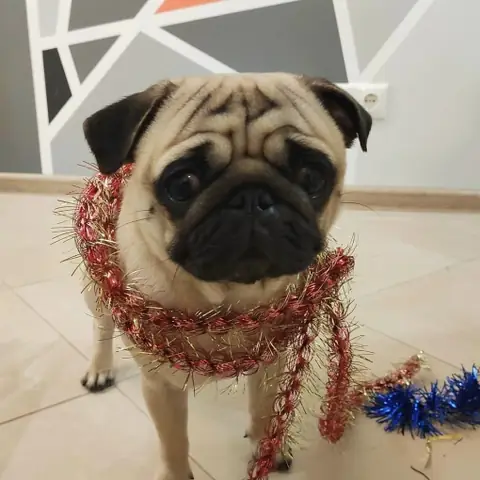 Мопс