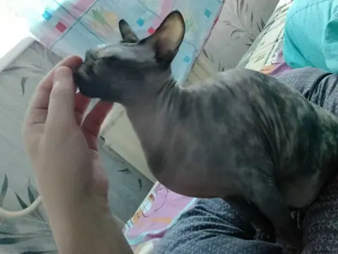 Сфинкс