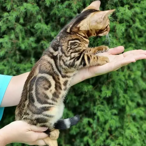 Бенгальская кошка