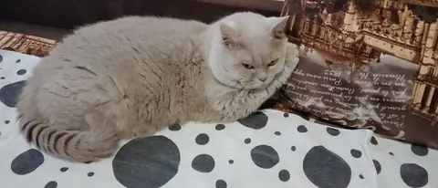 Британская короткошерстная