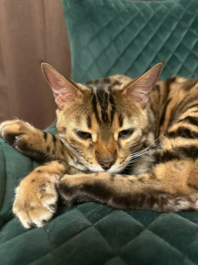 Бенгальская кошка