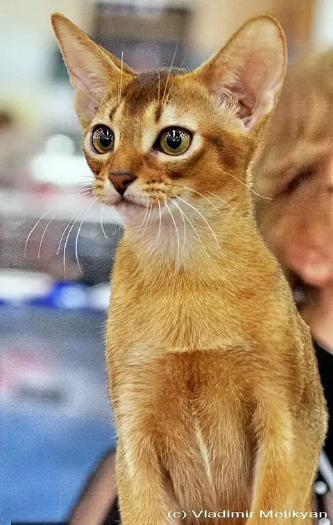 Абиссинская кошка