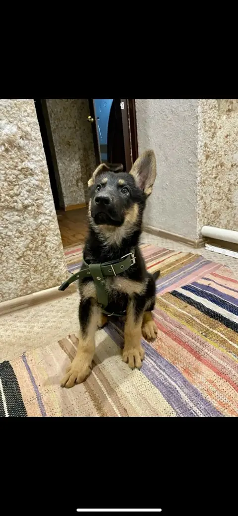 Немецкая овчарка