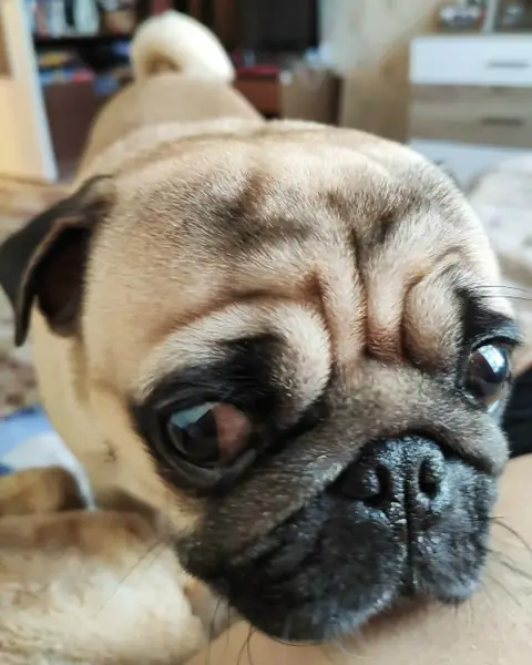 Мопс