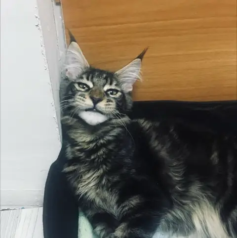 Мейн-кун