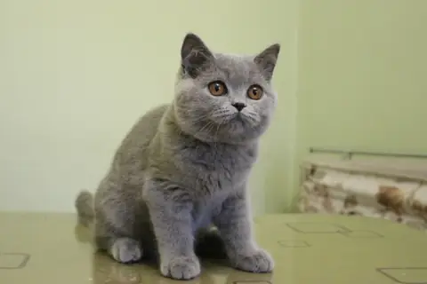 Британская короткошерстная
