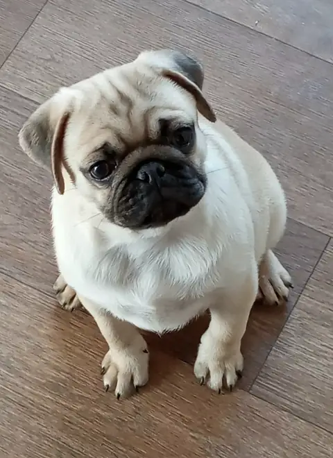 Мопс