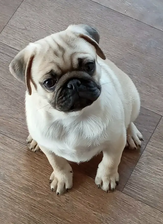 Мопс