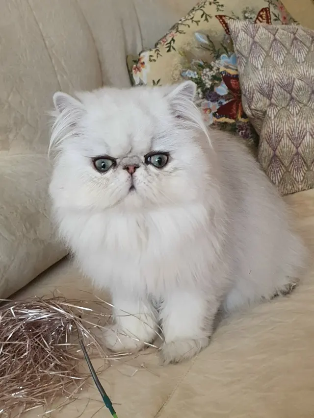 Персидская кошка