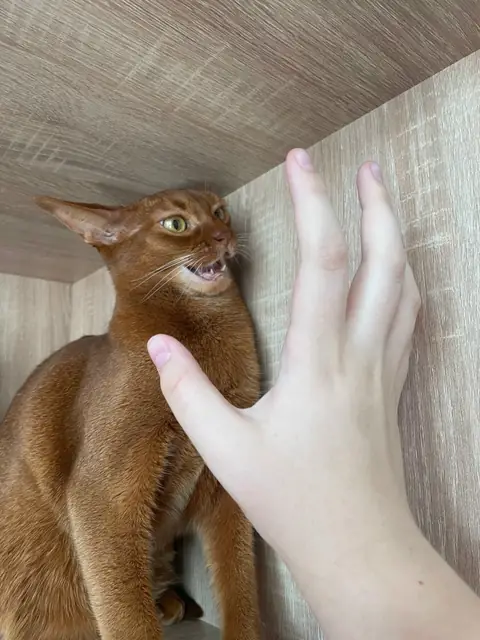 Абиссинская кошка