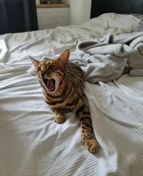 Бенгальская кошка