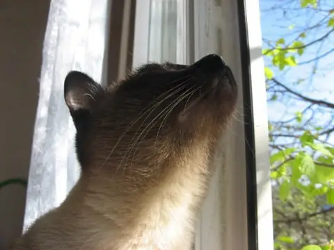 Сиамская кошка