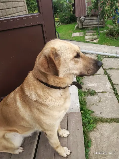 Лабрадор