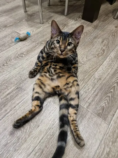 Бенгальская кошка