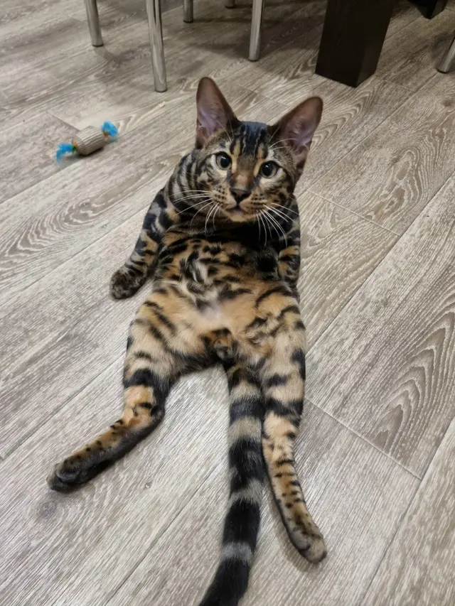 Бенгальская кошка