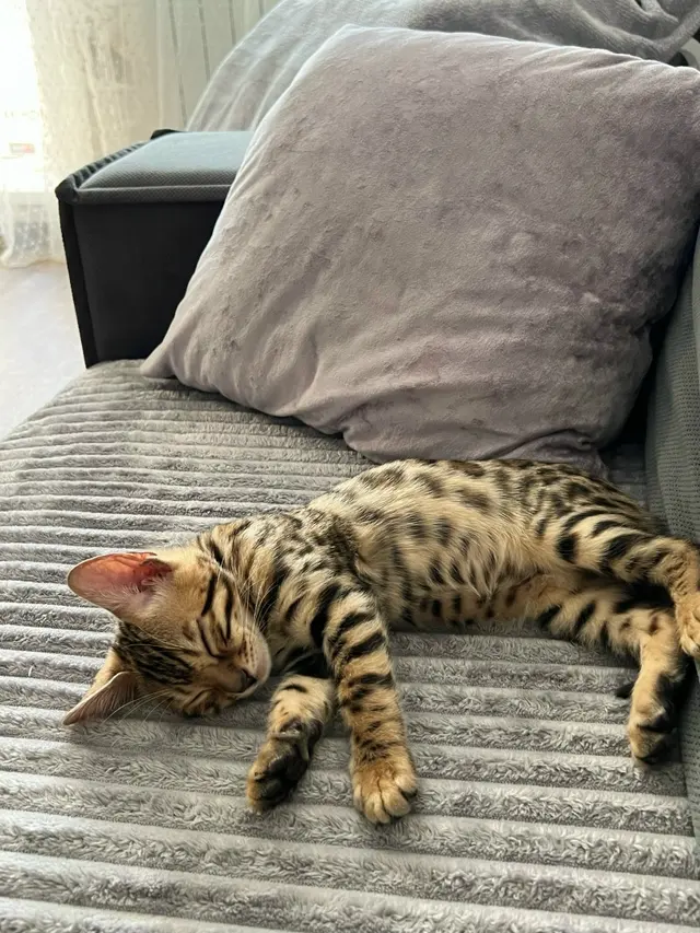 Бенгальская кошка