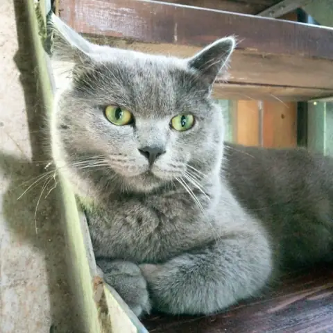 Британская короткошерстная