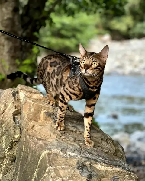 Бенгальская кошка